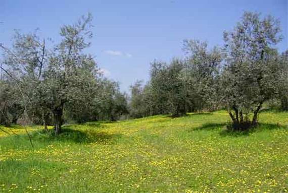 Foto-oliveta