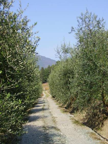 Bagnolo 200510010