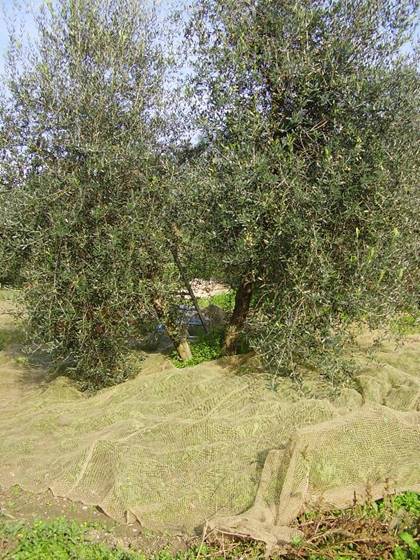 200511 Bagnolo054