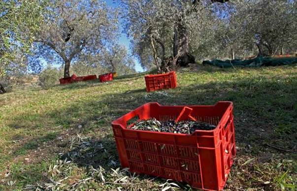 Risultati immagini per raccolta olive cassetta